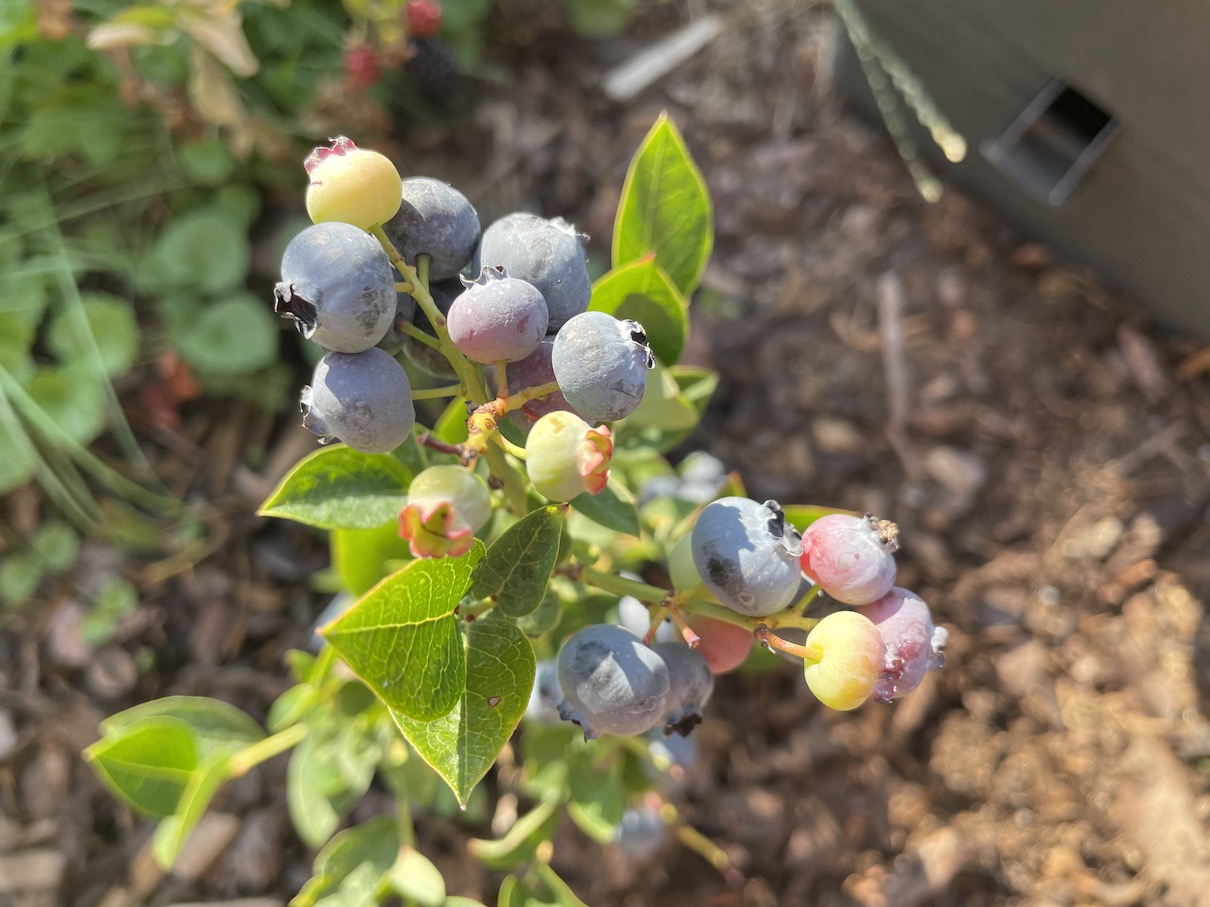 Canadian blueberries