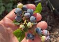 Canadian blueberries