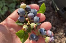 Canadian blueberries