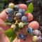 Canadian blueberries