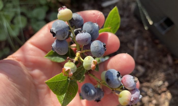 Canadian blueberries