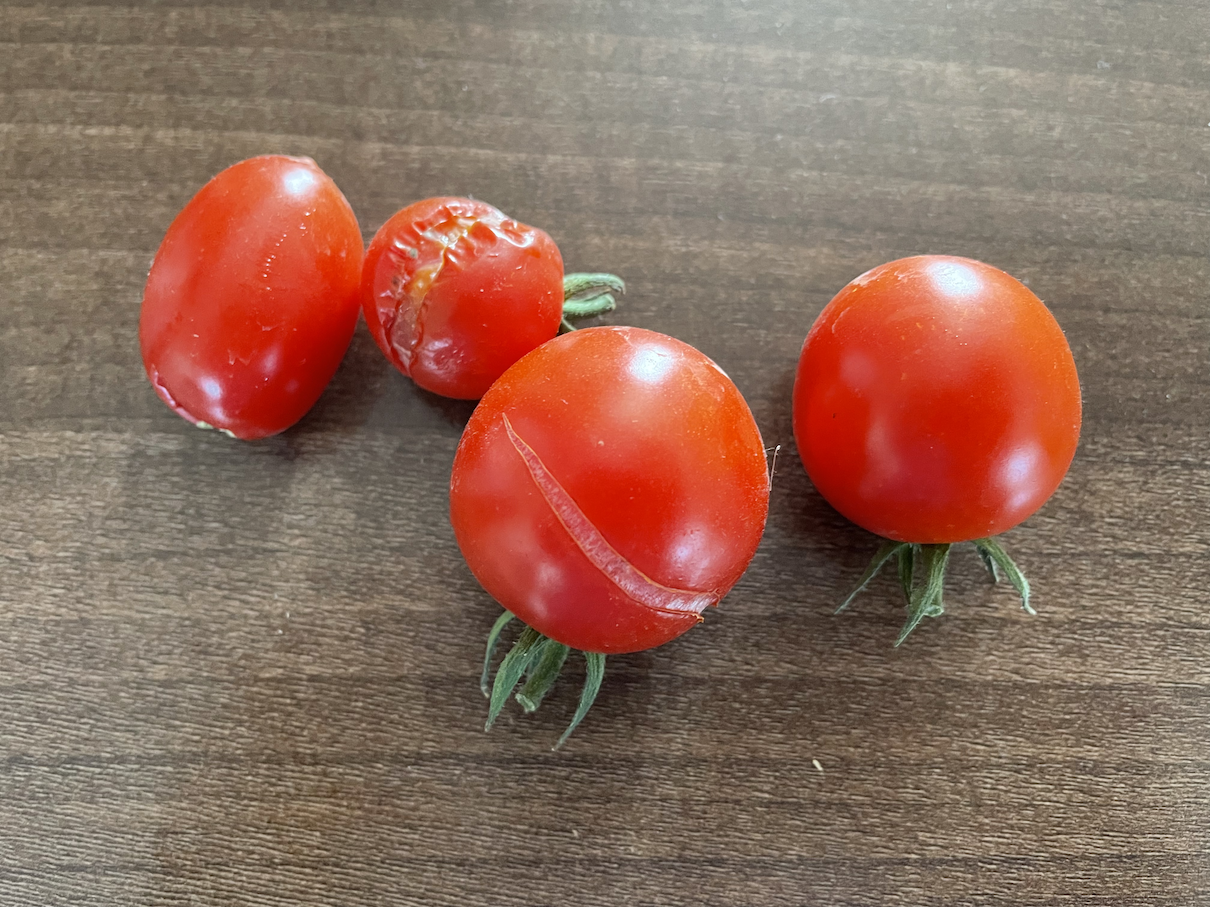 Tomatoes