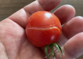 Tomatoes