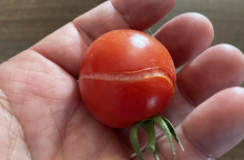 Tomatoes