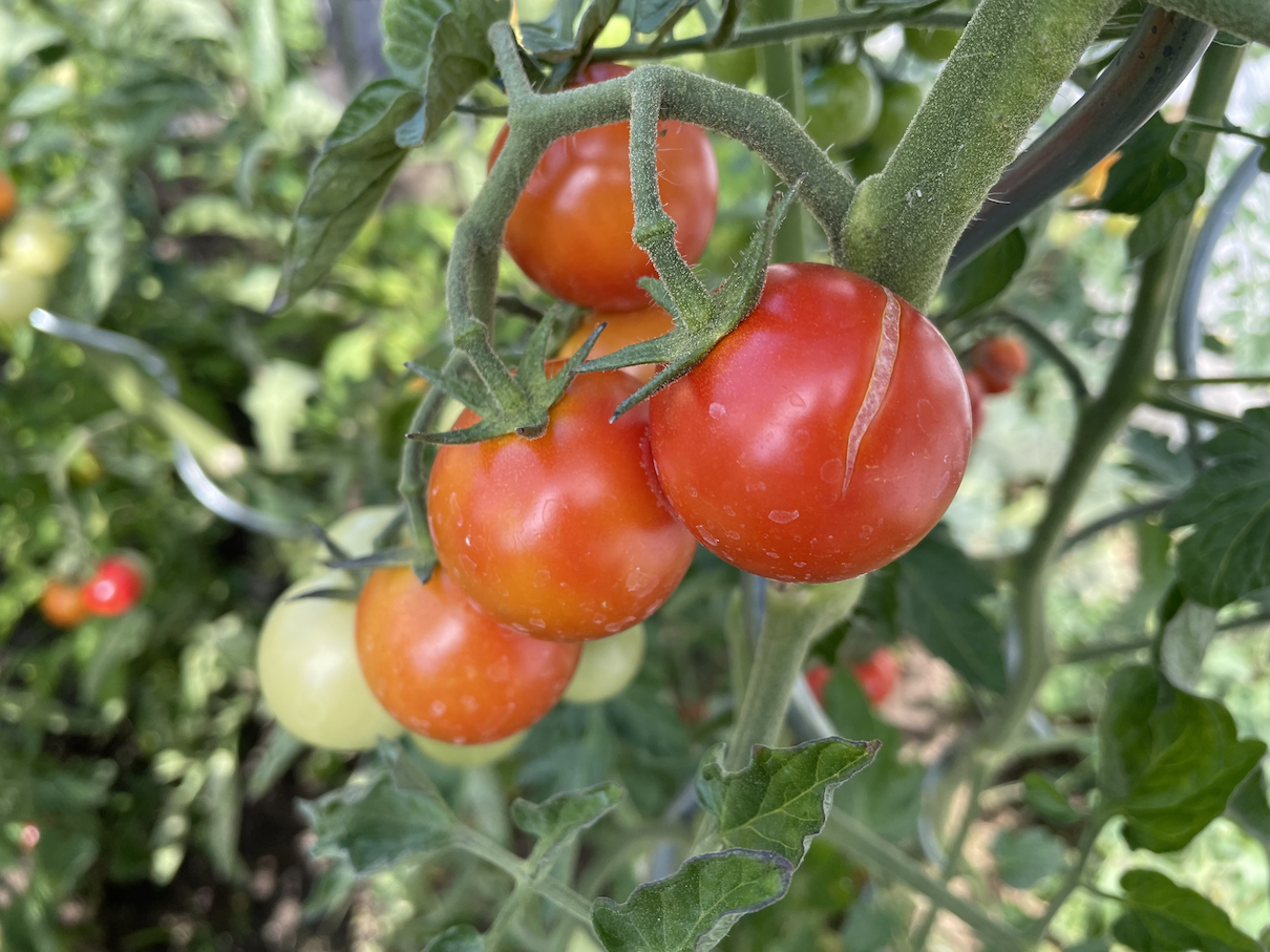 Tomatoes