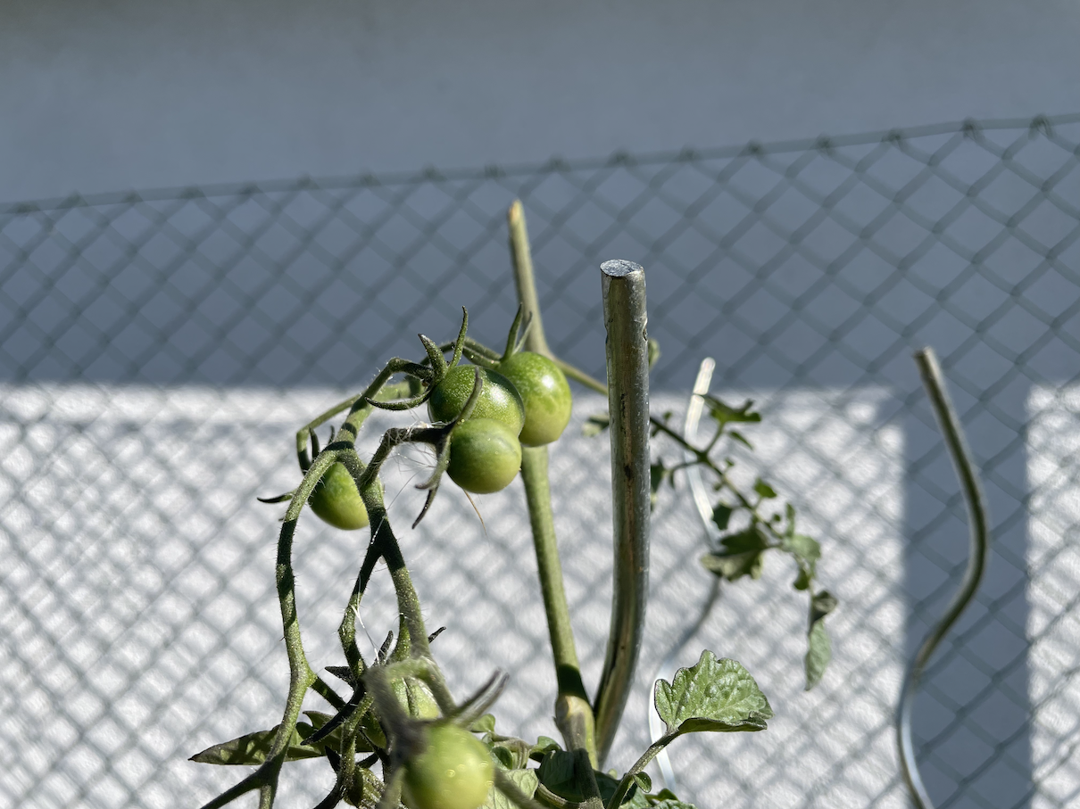 Tomatoes