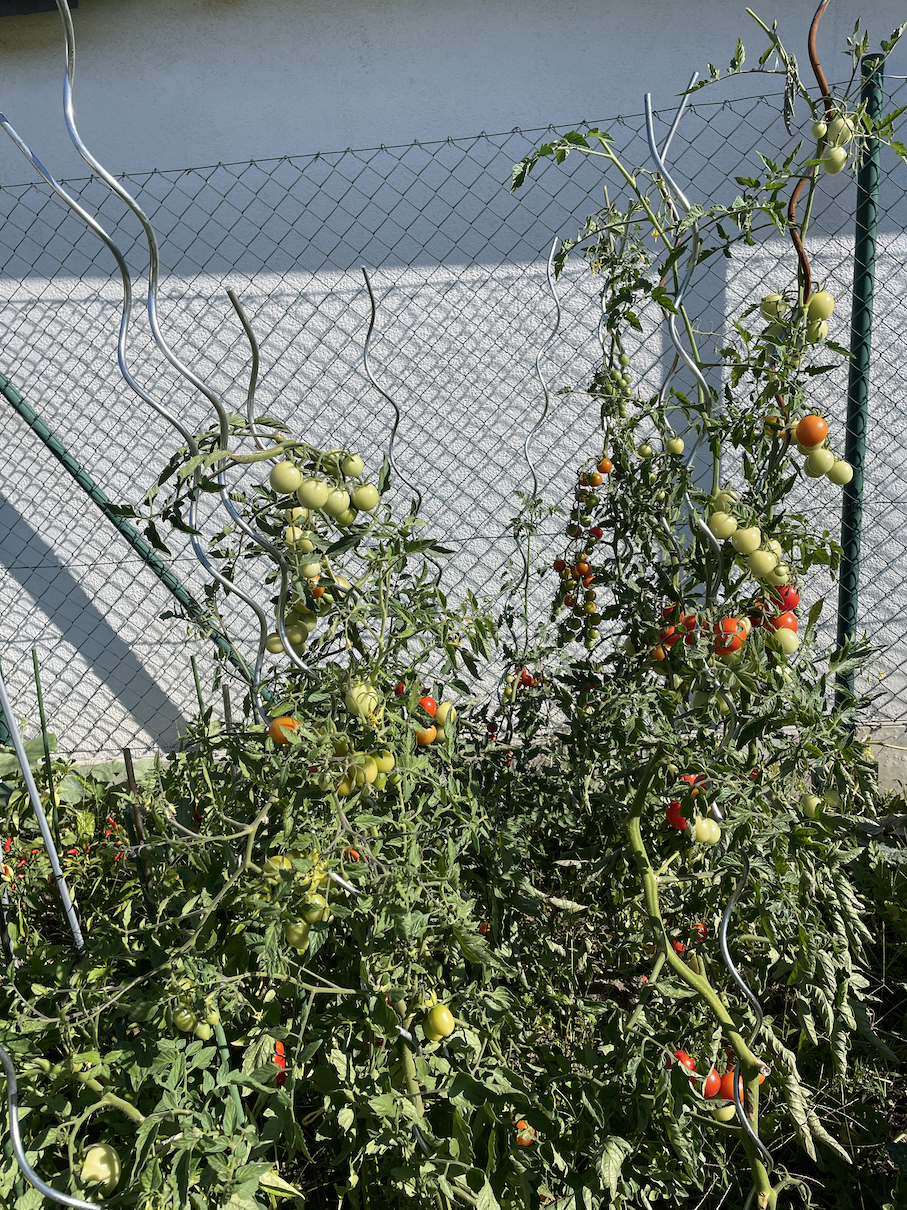 Tomatoes