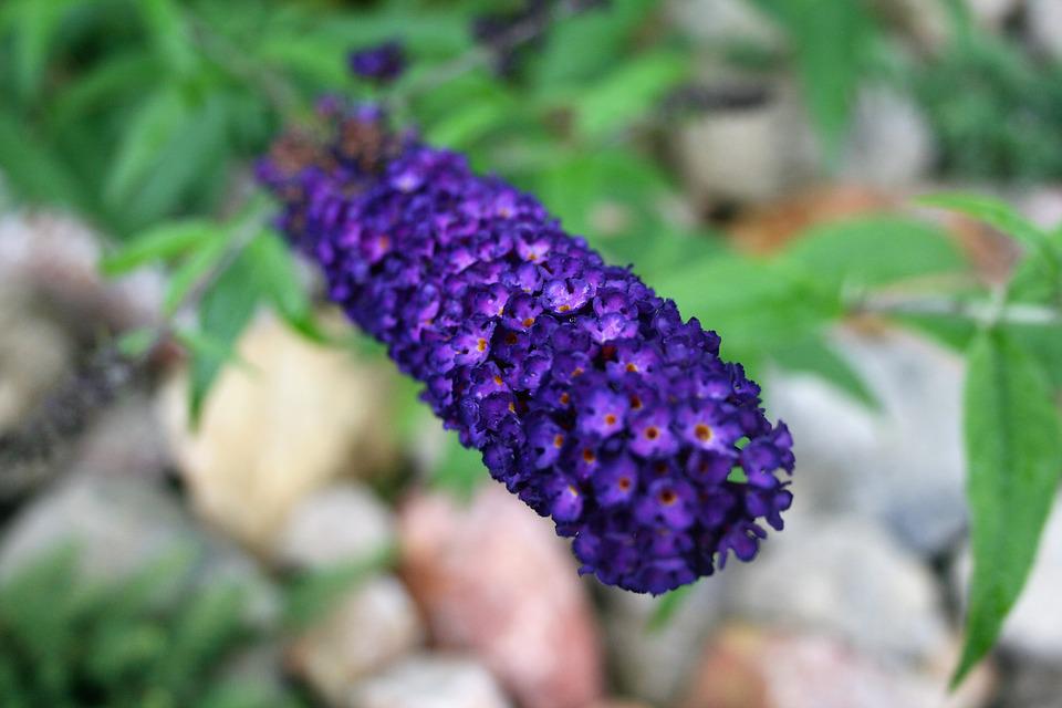 Butterfly bush