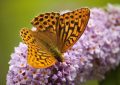 Butterfly bush