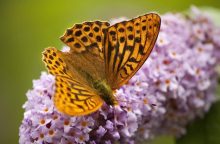 Butterfly bush