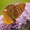 Butterfly bush