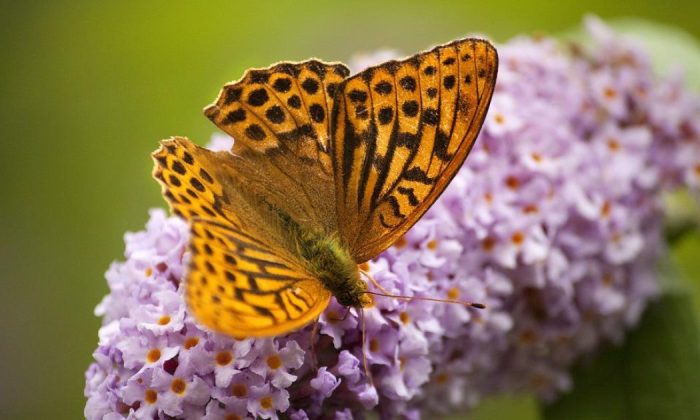 Butterfly bush