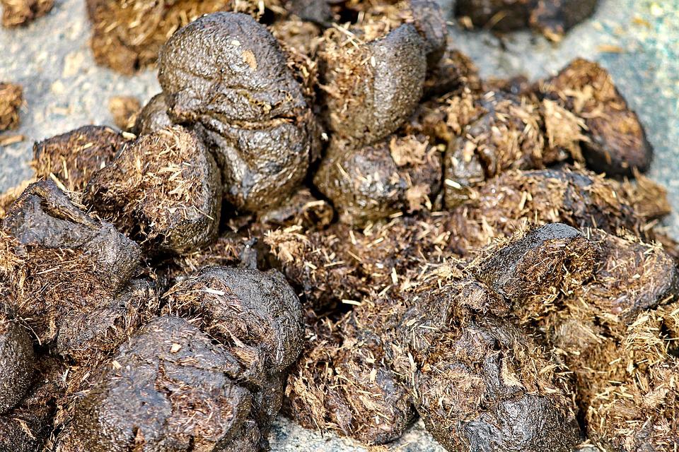Horse manure 