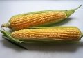 Corn