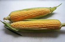 Corn