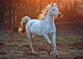 Horse manure