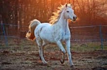 Horse manure