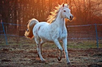 Horse manure
