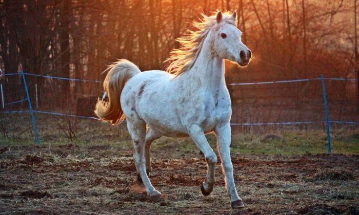 Horse manure