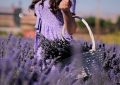 Lavender