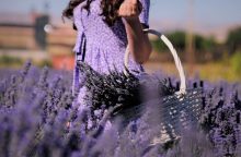 Lavender