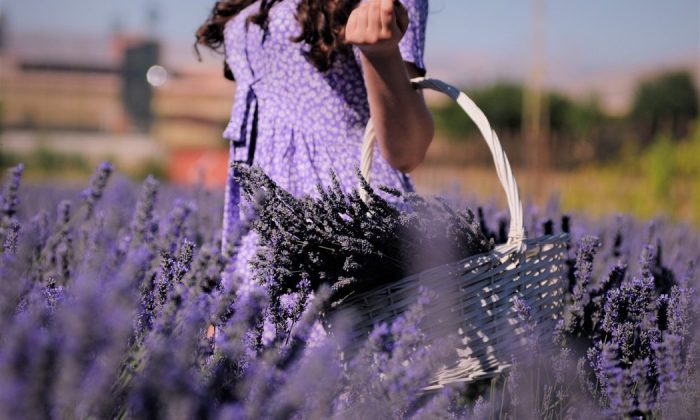 Lavender