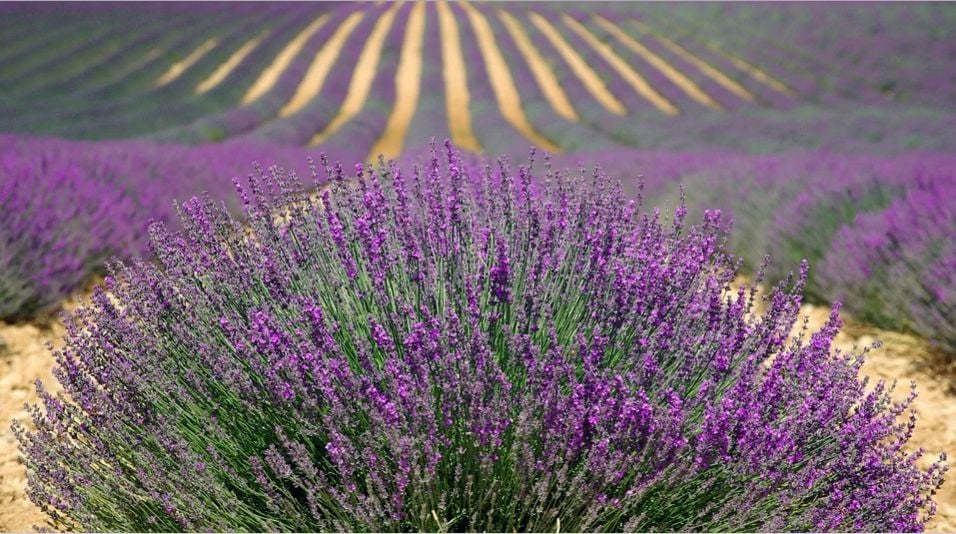 Lavender
