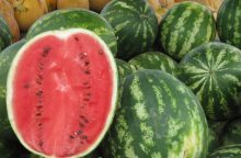 Watermelon