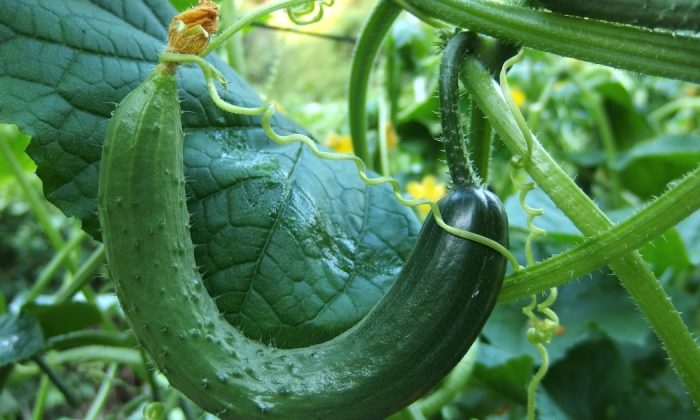 Cucumbers