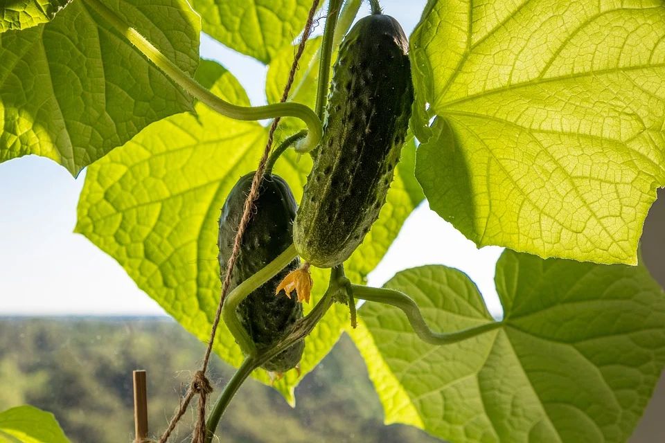 Cucumbers