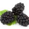 Blackberries