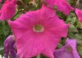 Petunias