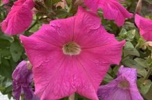 Petunias