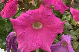 Petunias