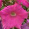 Petunias