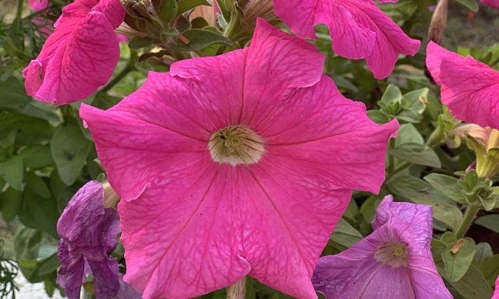 Petunias