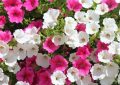 Petunias