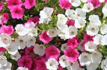Petunias