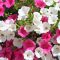 Petunias