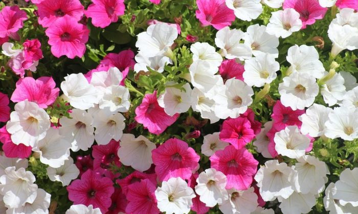 Petunias