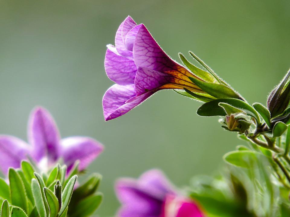 Petunias