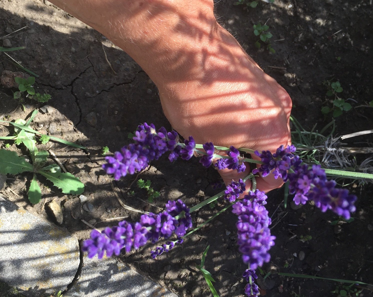 Lavender
