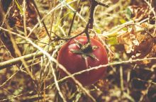 Tomatoes