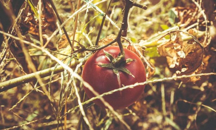 Tomatoes