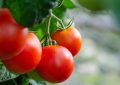 Tomatoes