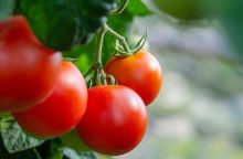 Tomatoes