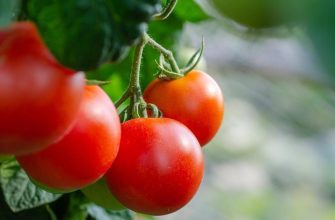 Tomatoes