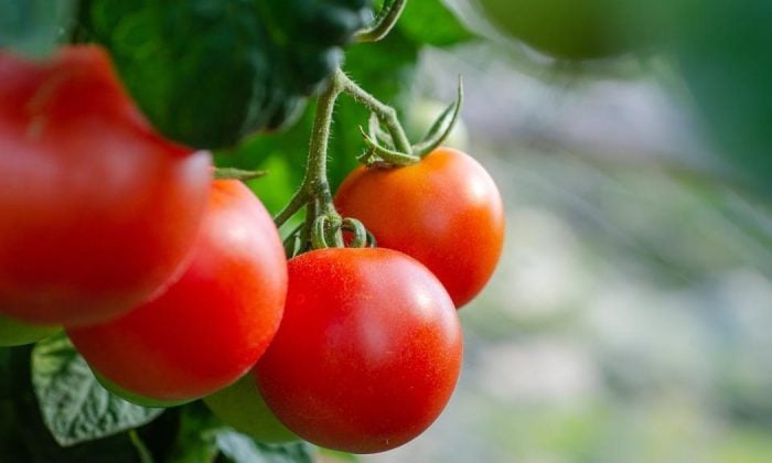 Tomatoes