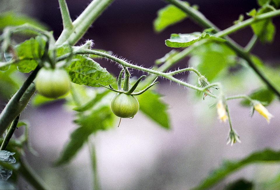 Tomatoes
