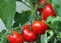 Tomatoes